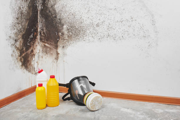 Best Mold Remediation for Specific Building Types in Mcgehee, AR