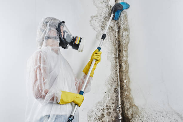 Best Residential Mold Remediation in Mcgehee, AR