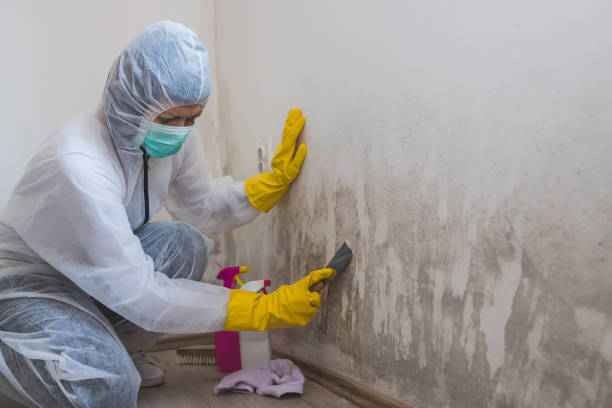 Best Residential Mold Remediation in Mcgehee, AR