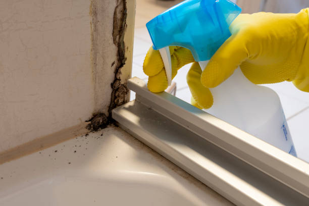 Best Bathroom Mold Remediation in Mcgehee, AR