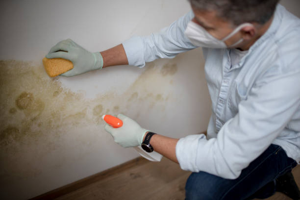 Best DIY Mold Remediation Support Services in Mcgehee, AR