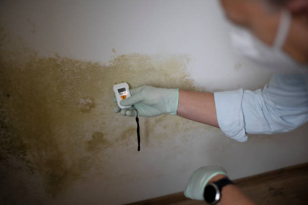 Best Kitchen Mold Remediation in Mcgehee, AR