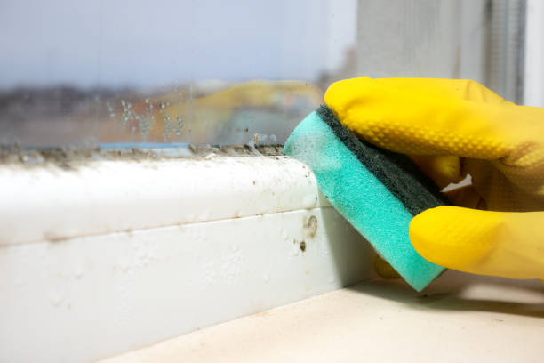 Best Residential Mold Remediation in Mcgehee, AR