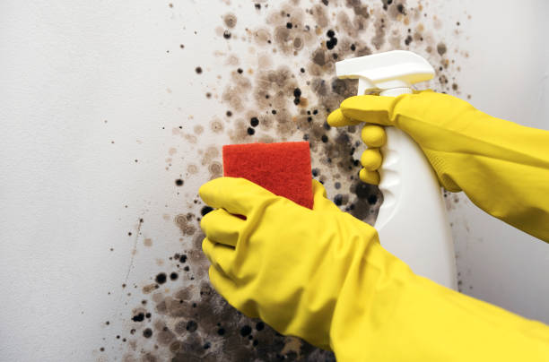 Best Emergency Mold Remediation in Mcgehee, AR