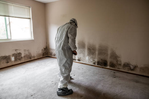 Best Mold Remediation for Schools in Mcgehee, AR