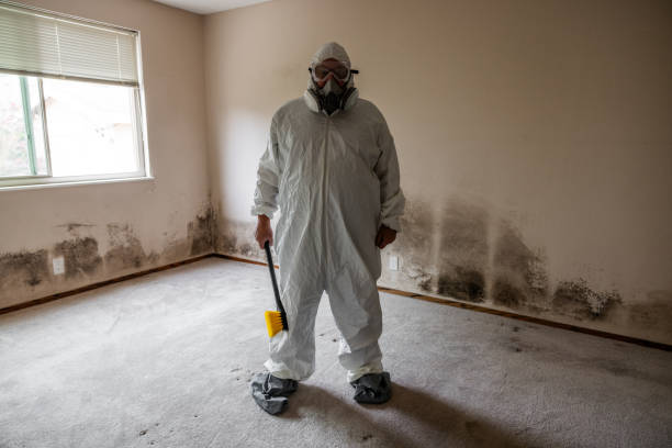 Best Attic Mold Remediation in Mcgehee, AR