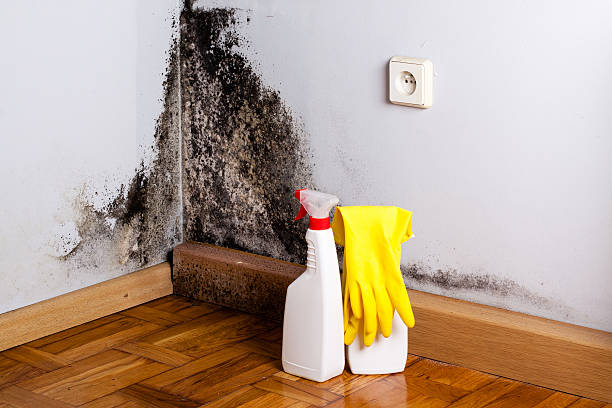 Best Commercial Mold Remediation in Mcgehee, AR